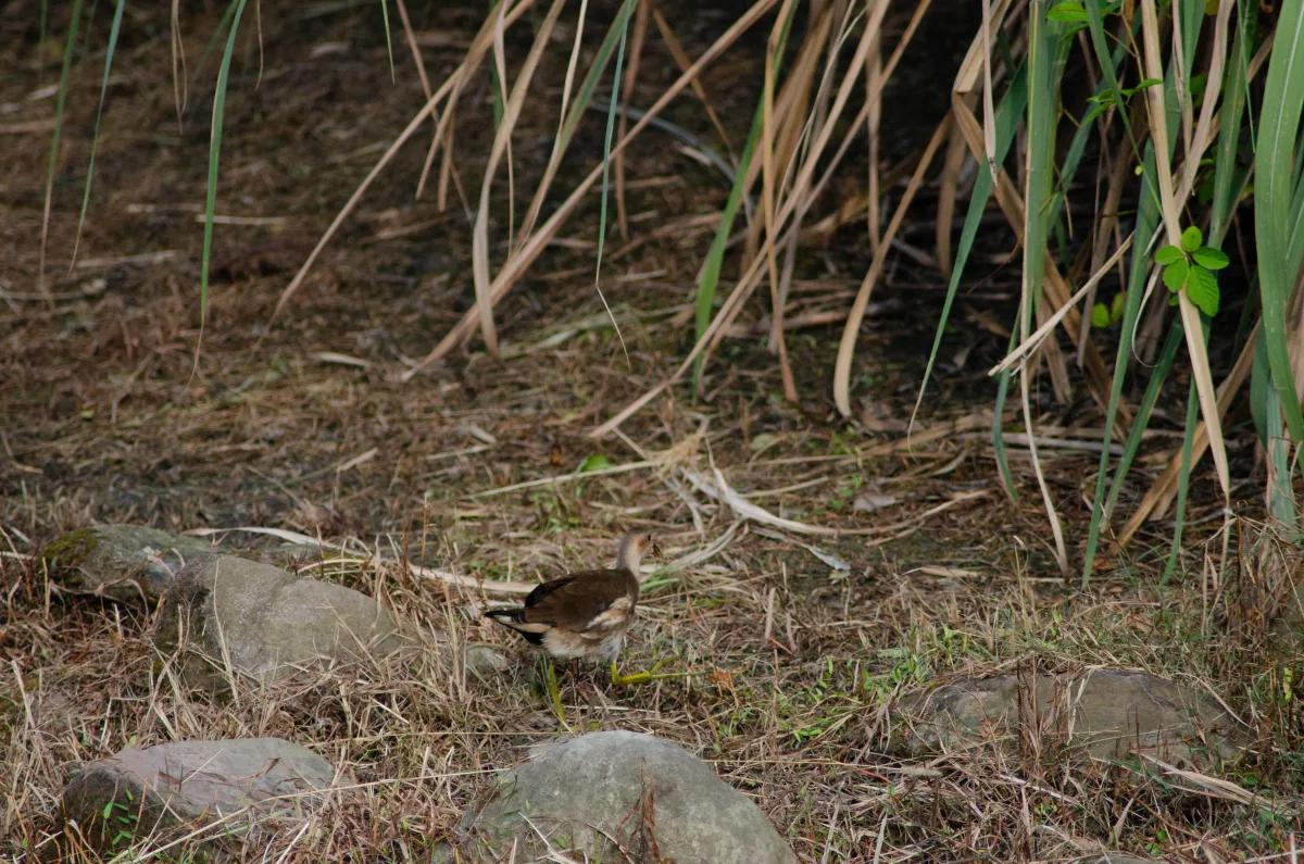 影像 DSC_2477