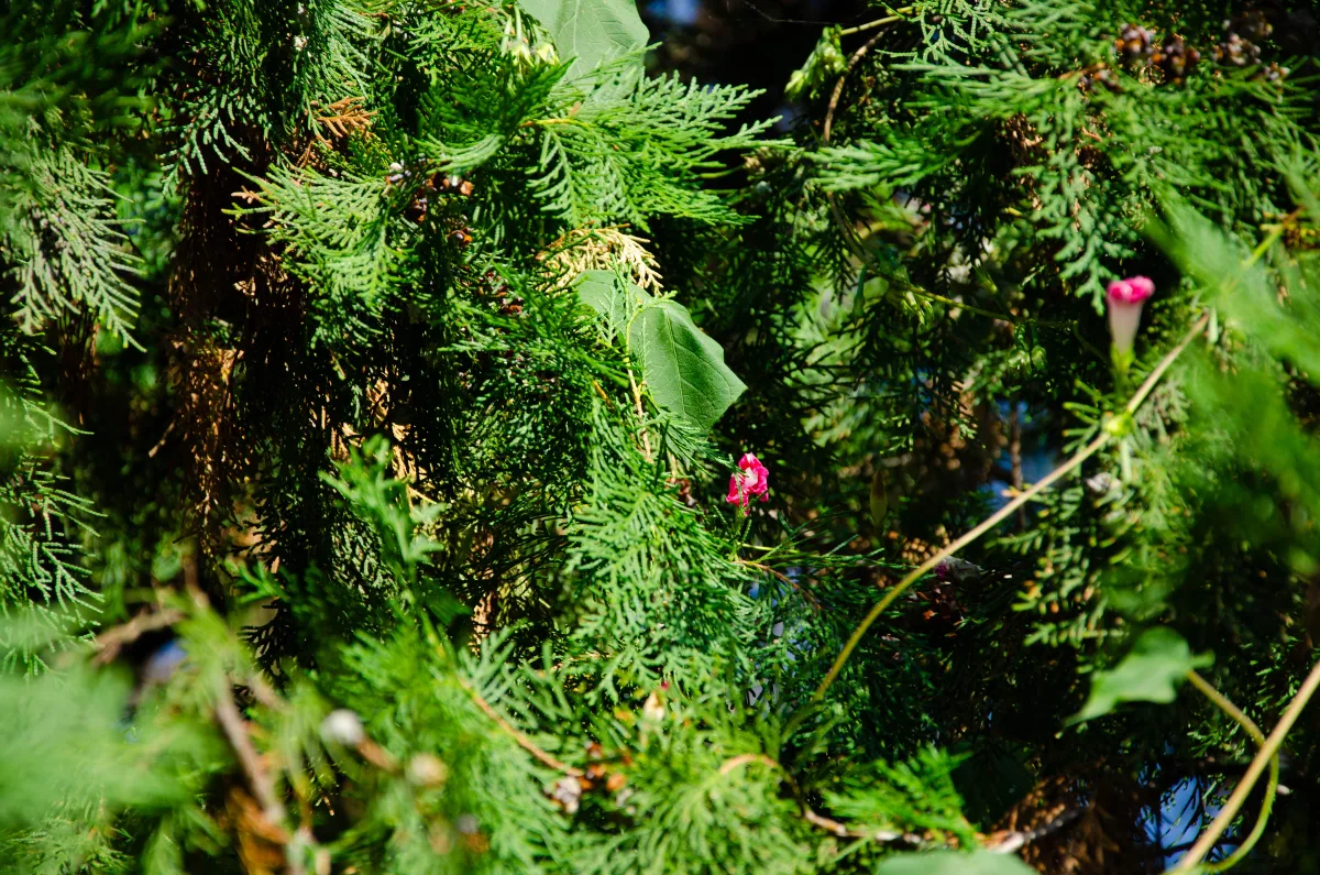 影像 DSC_2601
